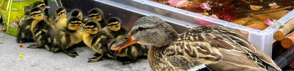Enten Poppelsdorf