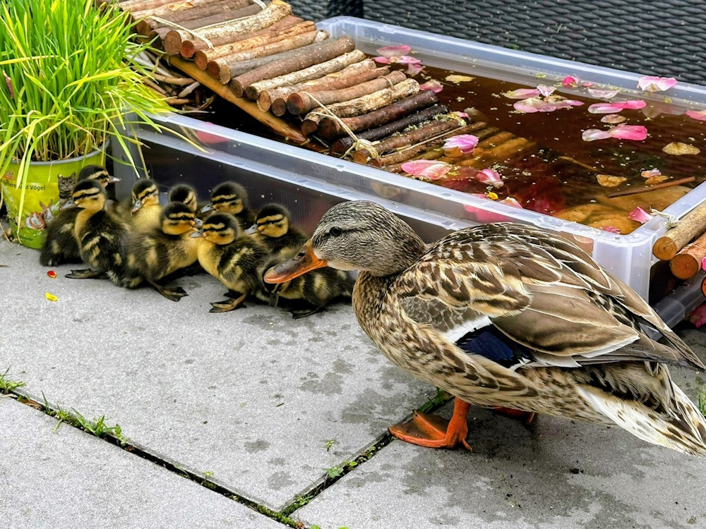 Mehr über den Artikel erfahren Enten auf dem Balkon