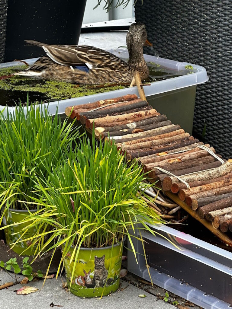 Enten Bonn Poppelsdorf