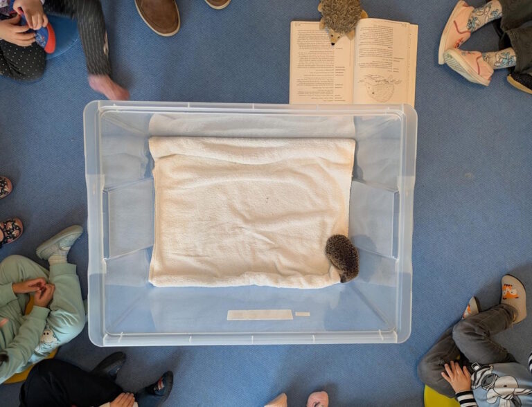 Mehr über den Artikel erfahren Igel-Besuch in der KiTa