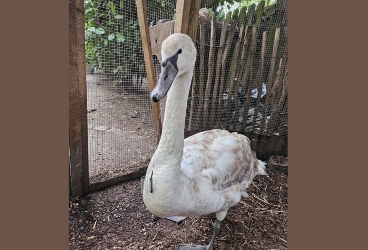 Jungschwan quer