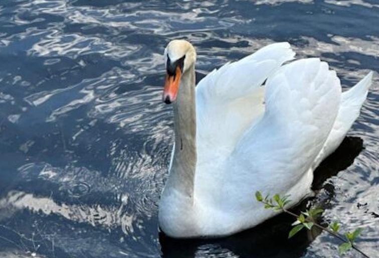 Schwan Quer